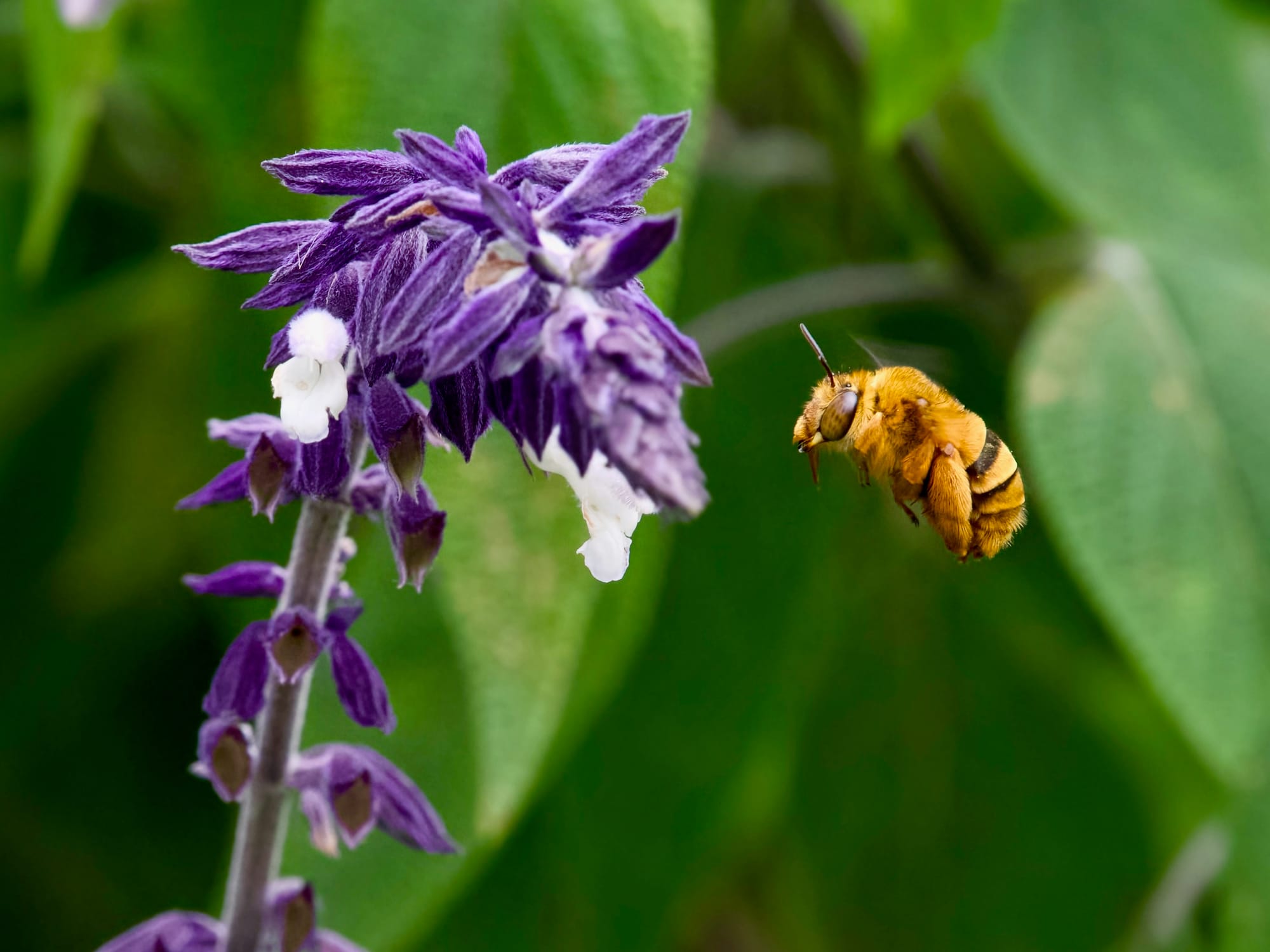 Bee-utiful plants for pollinators  post image