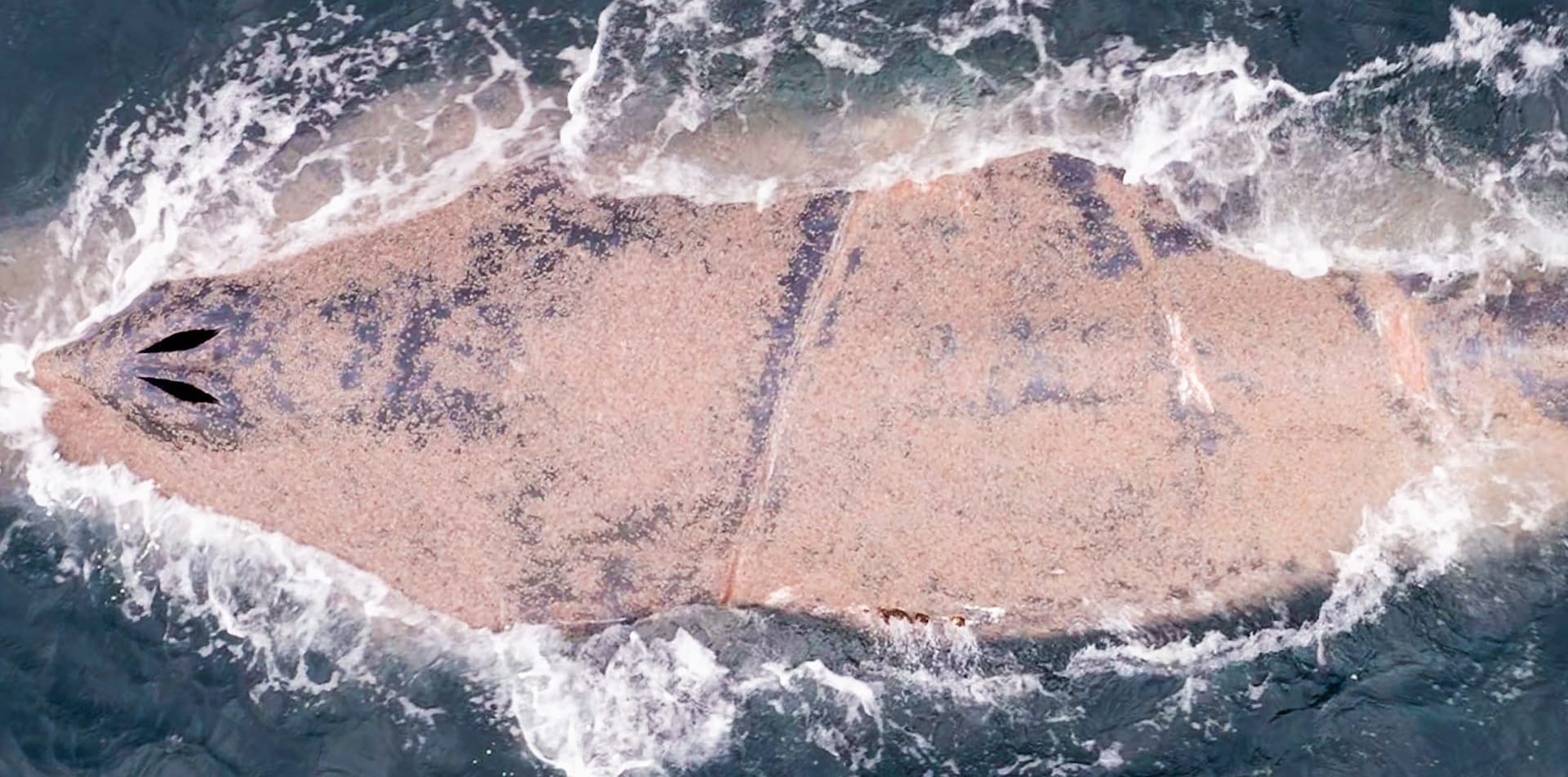 Freed whale sickens, as entanglement takes a toll