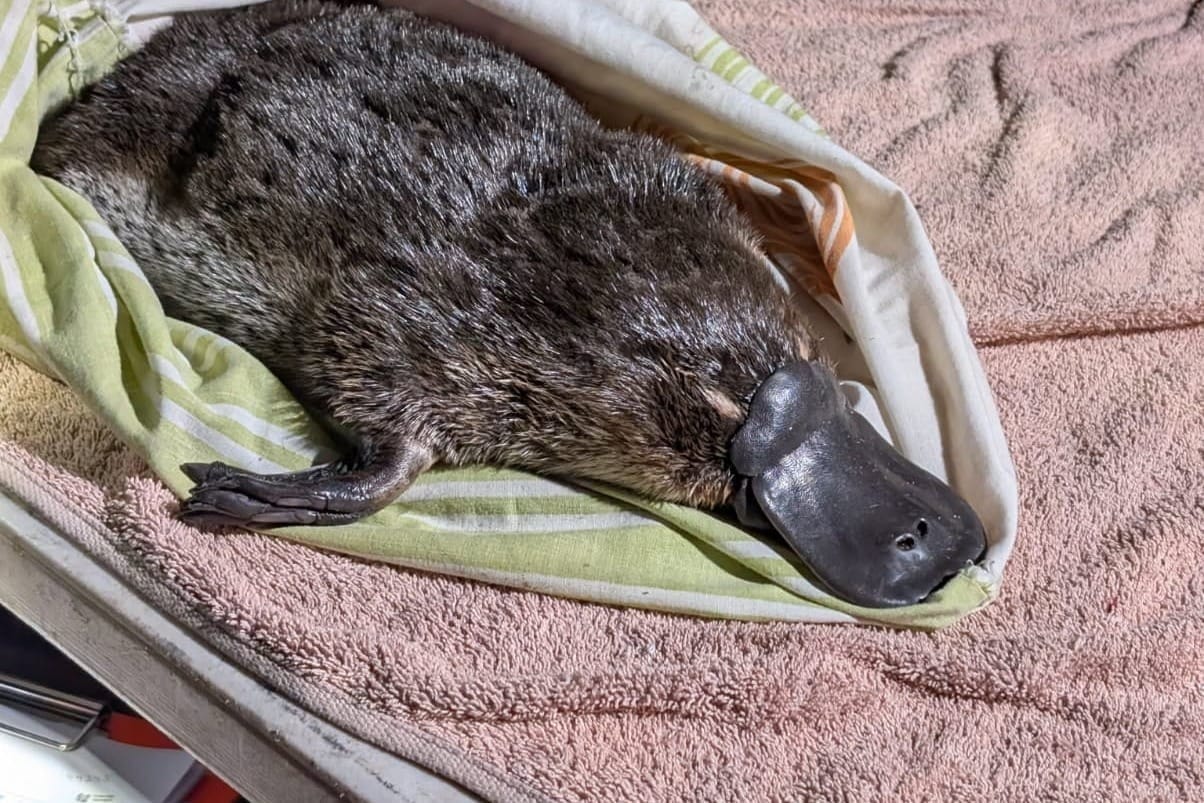 Researchers ‘elated’ to find two young platypus in the Royal National Park  post image