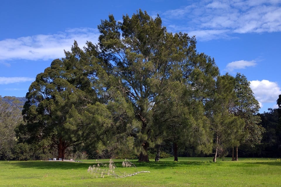 Good plants for creeks  post image