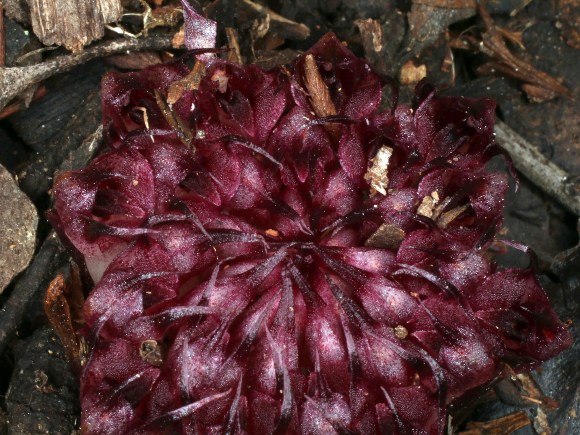 The amazing Underground Orchid  post image