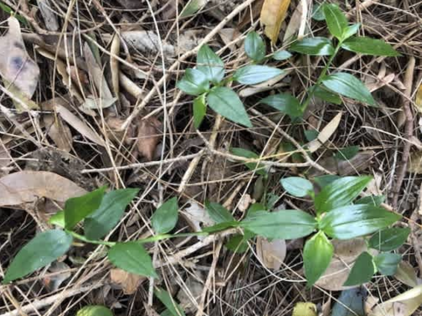 Local lookalikes: One's a weed, the other a native groundcover  post image