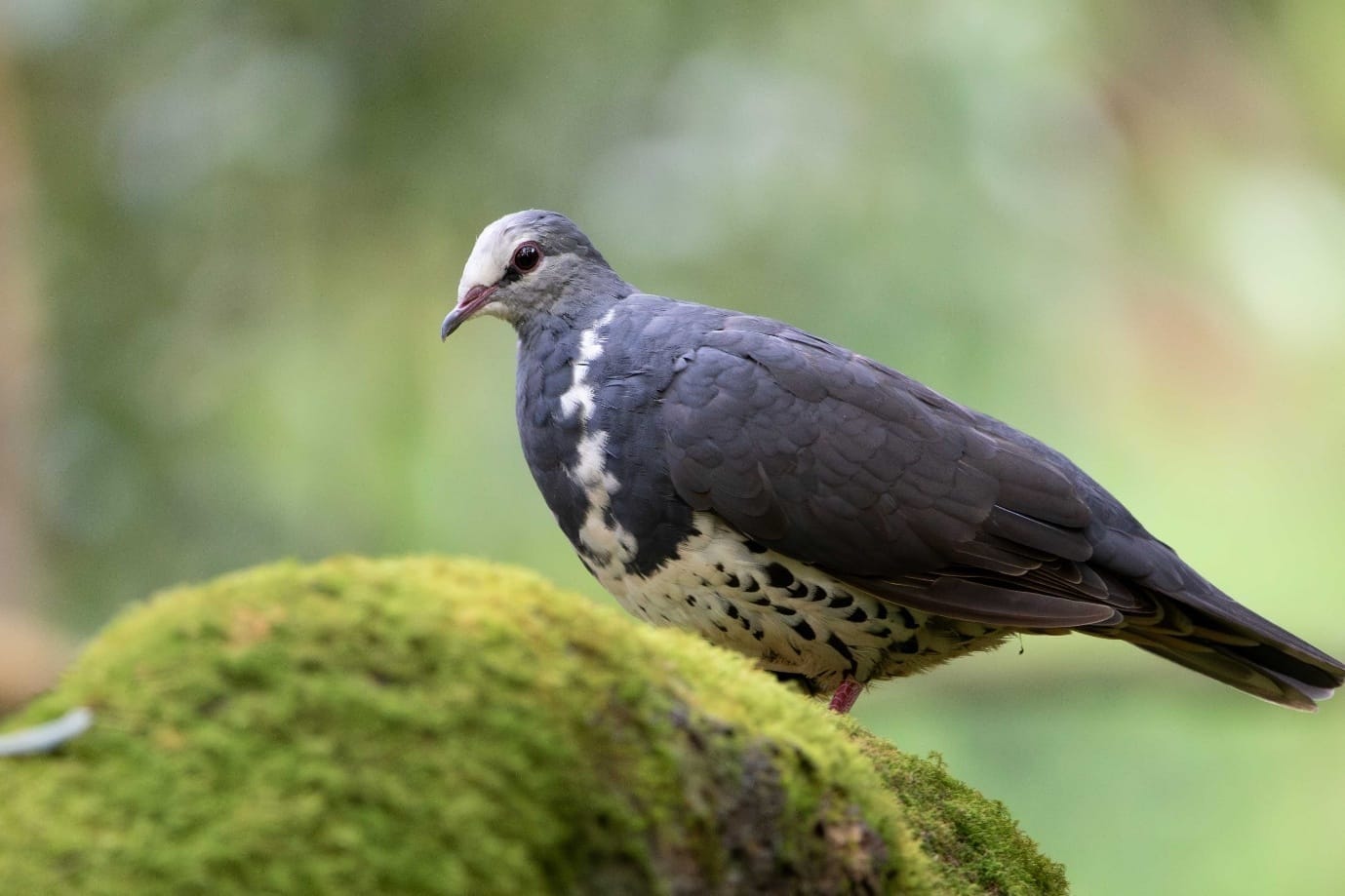 Bird of the Month: Wonga Pigeon  post image