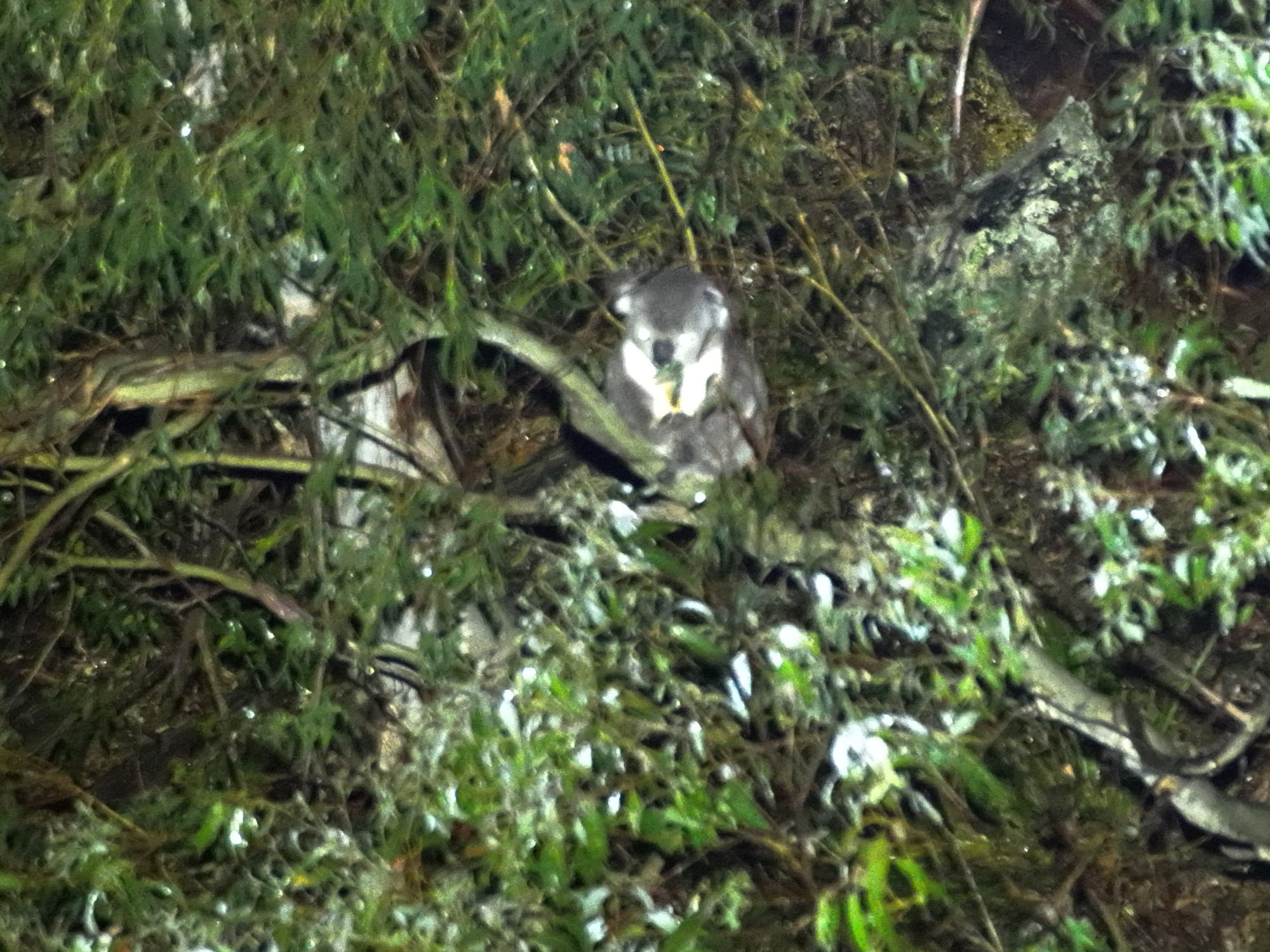 Drone technology reveals 'hidden' populations of Koalas and Gliders in the Illawarra  post image