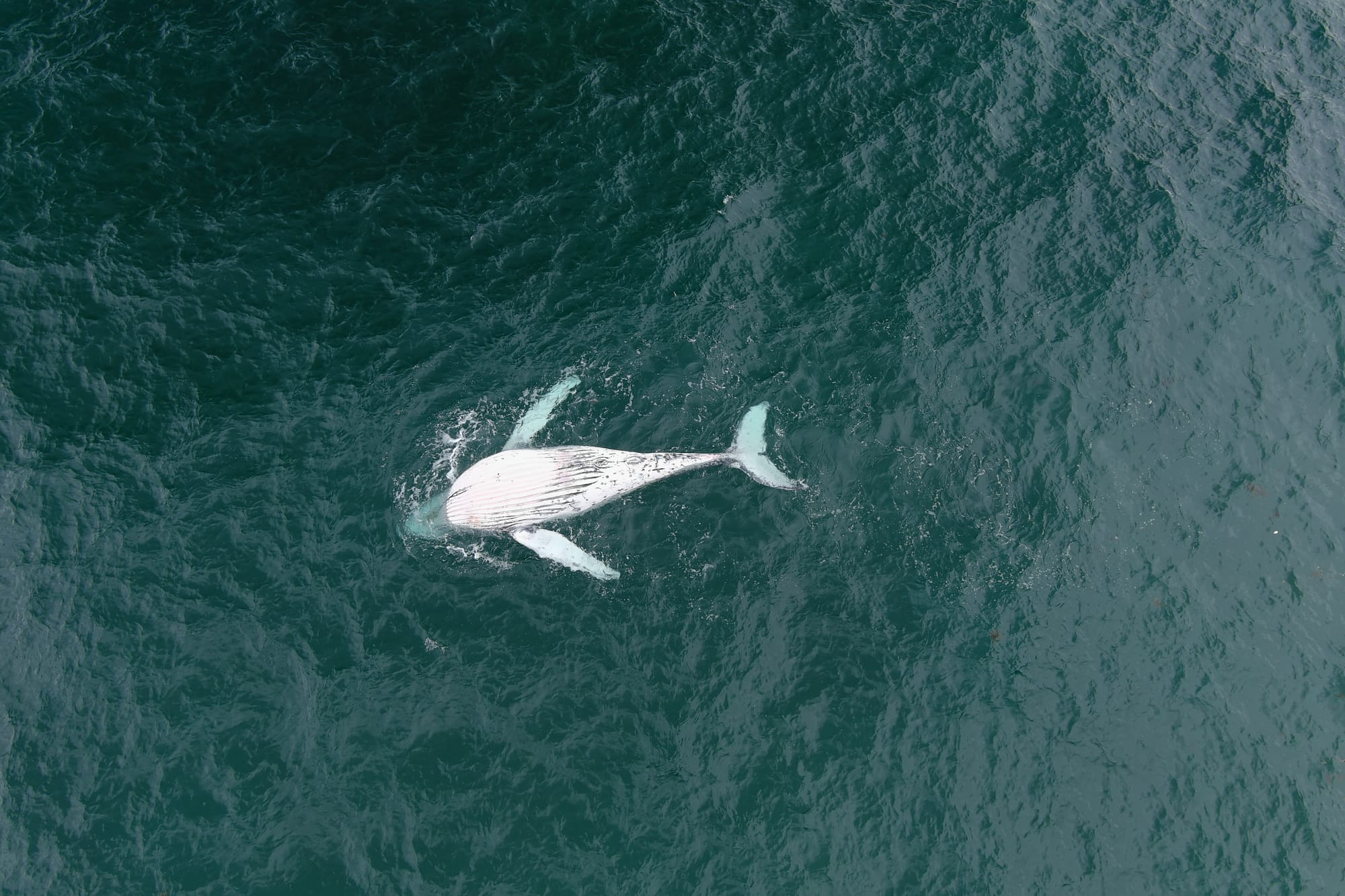 Whale death by 'outdated technology' to cost city of innovation a tonne