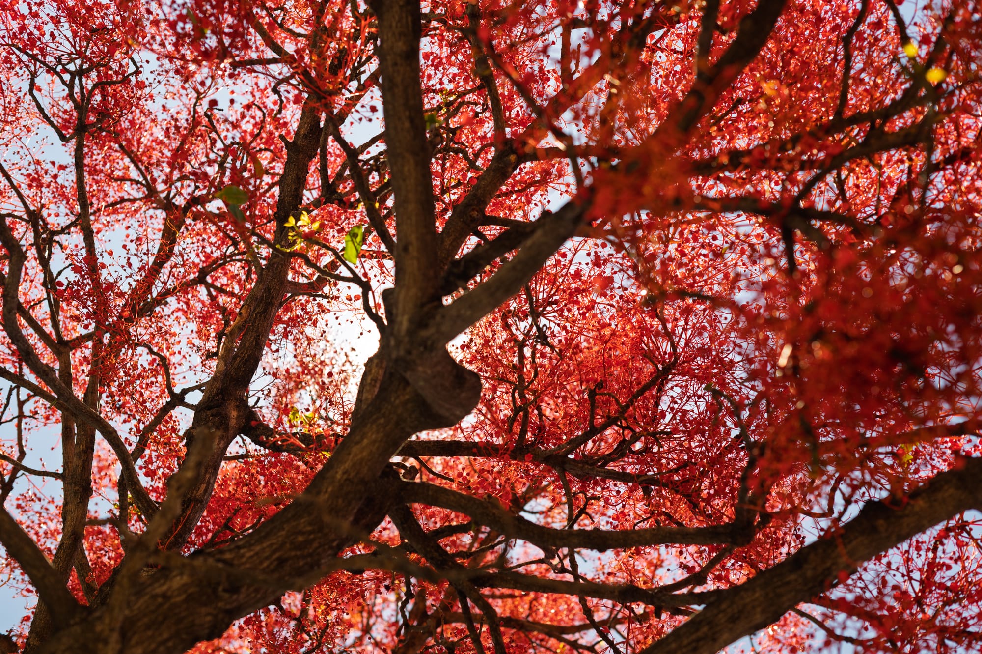 How the Illawarra Flame Tree got its (English, common) name  post image