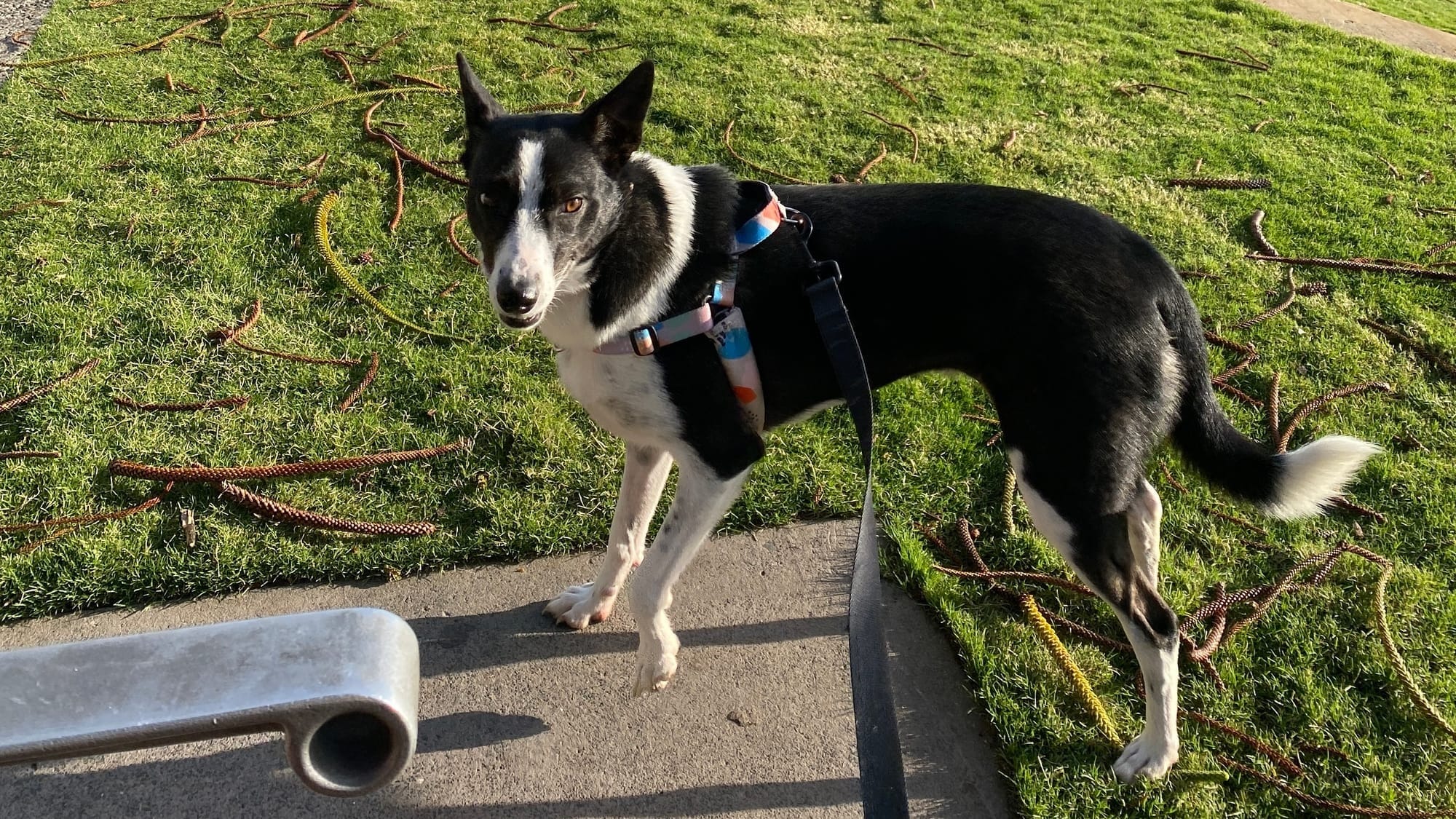 Northern Illawarra needs more dog parks  post image