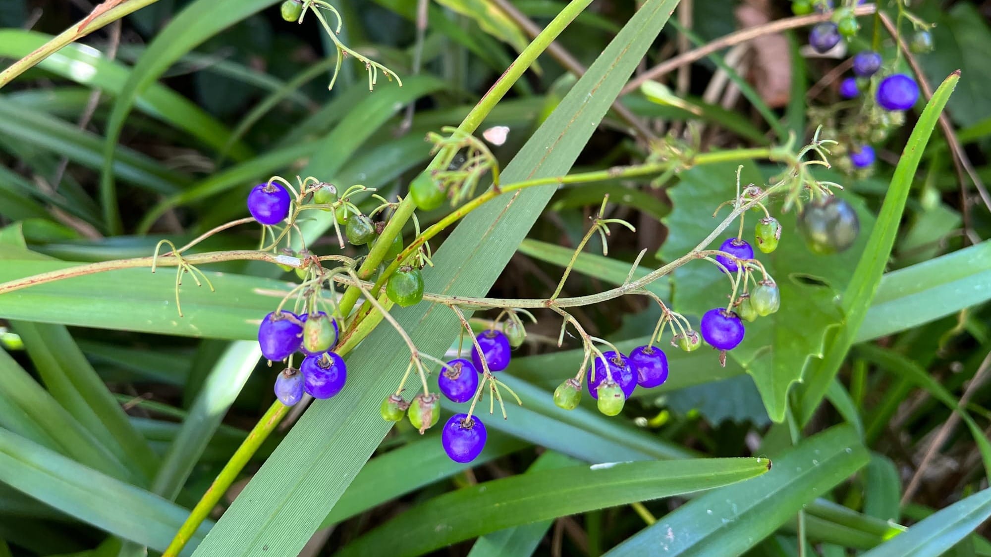 The Return of Berry Picking in Jujinbellily  post image