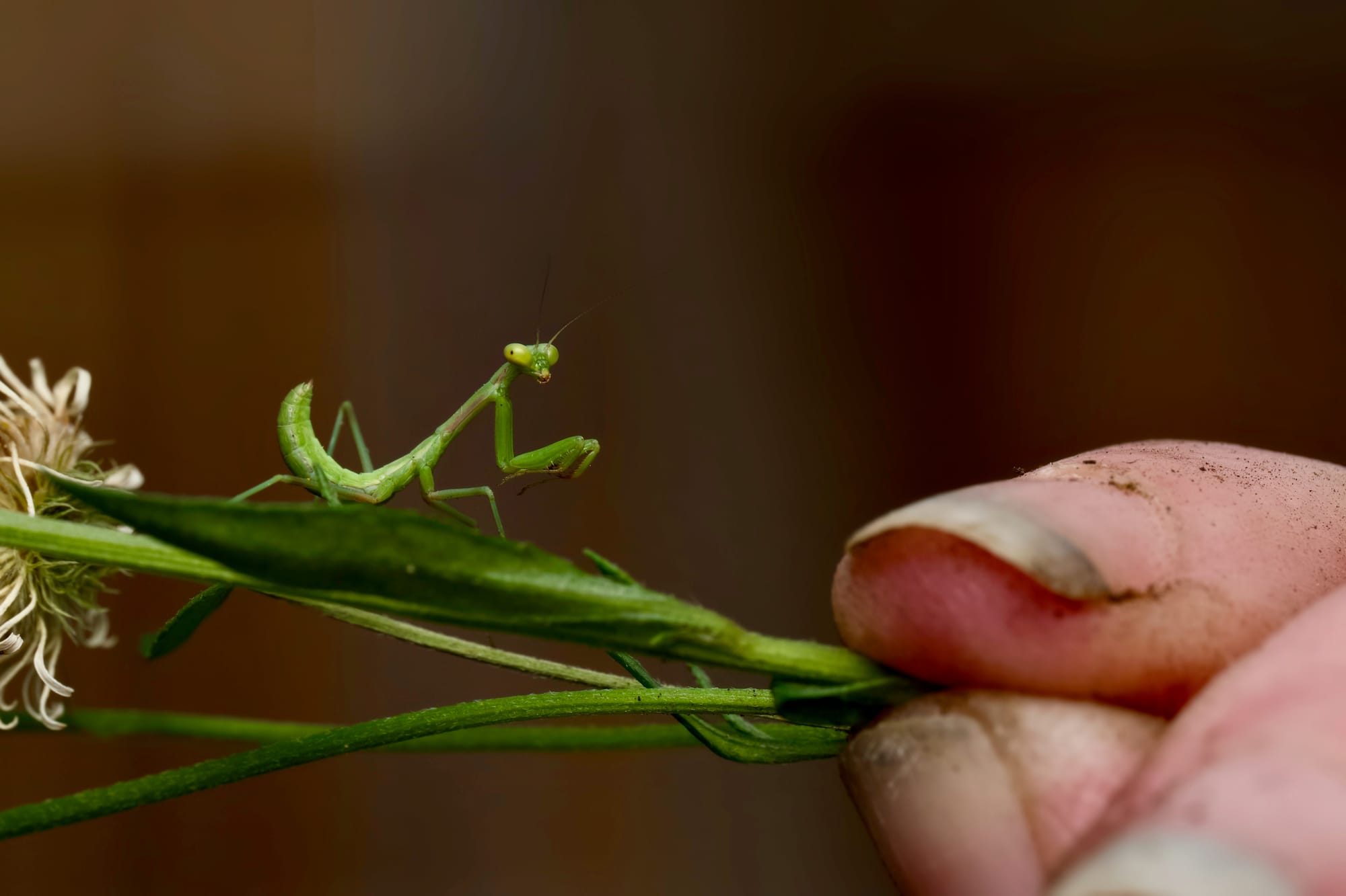 New Bugs in My Backyard Week launches  post image