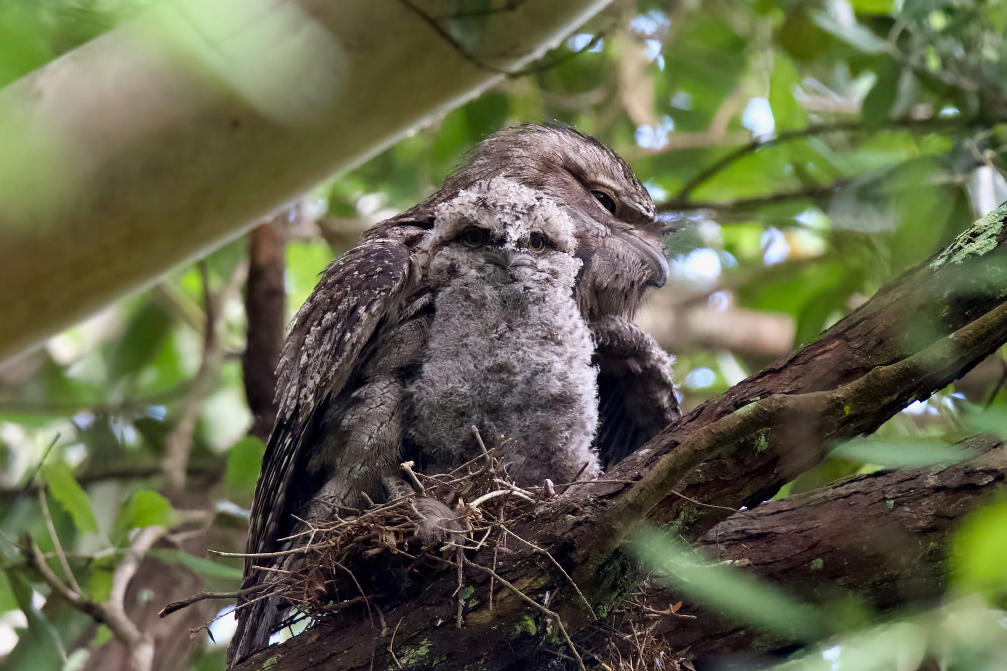 It's official, the Tawny Frogmouth is Australia's favourite bird  post image