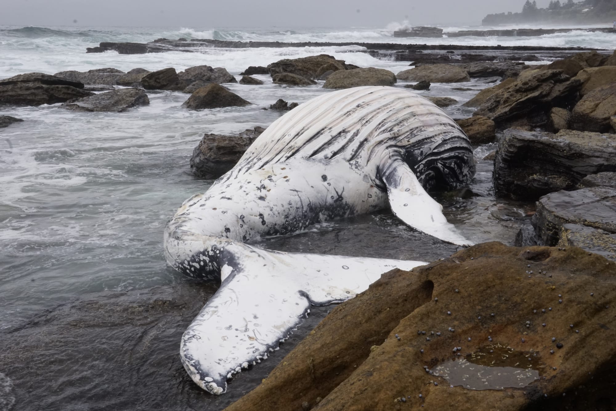 Nets drowned whale, now investigation may shine light on ocean pollution  post image