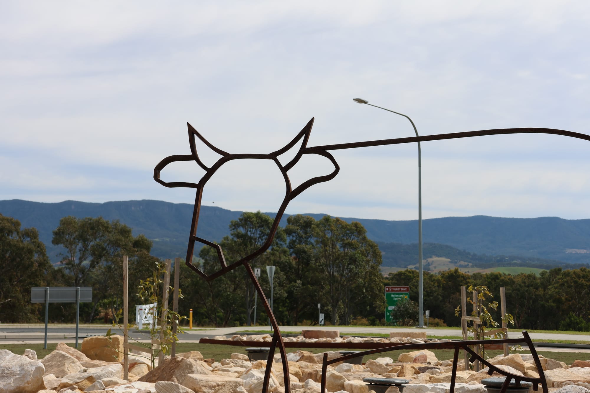 Cow-a-bout that  post image