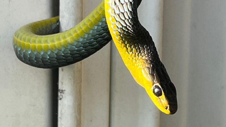 Snakes – Our Unsung Aussie Heroes!  post image