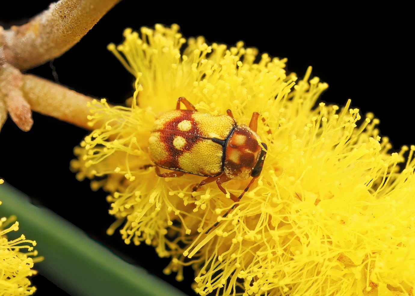 Beetling About: What I did on my holidays