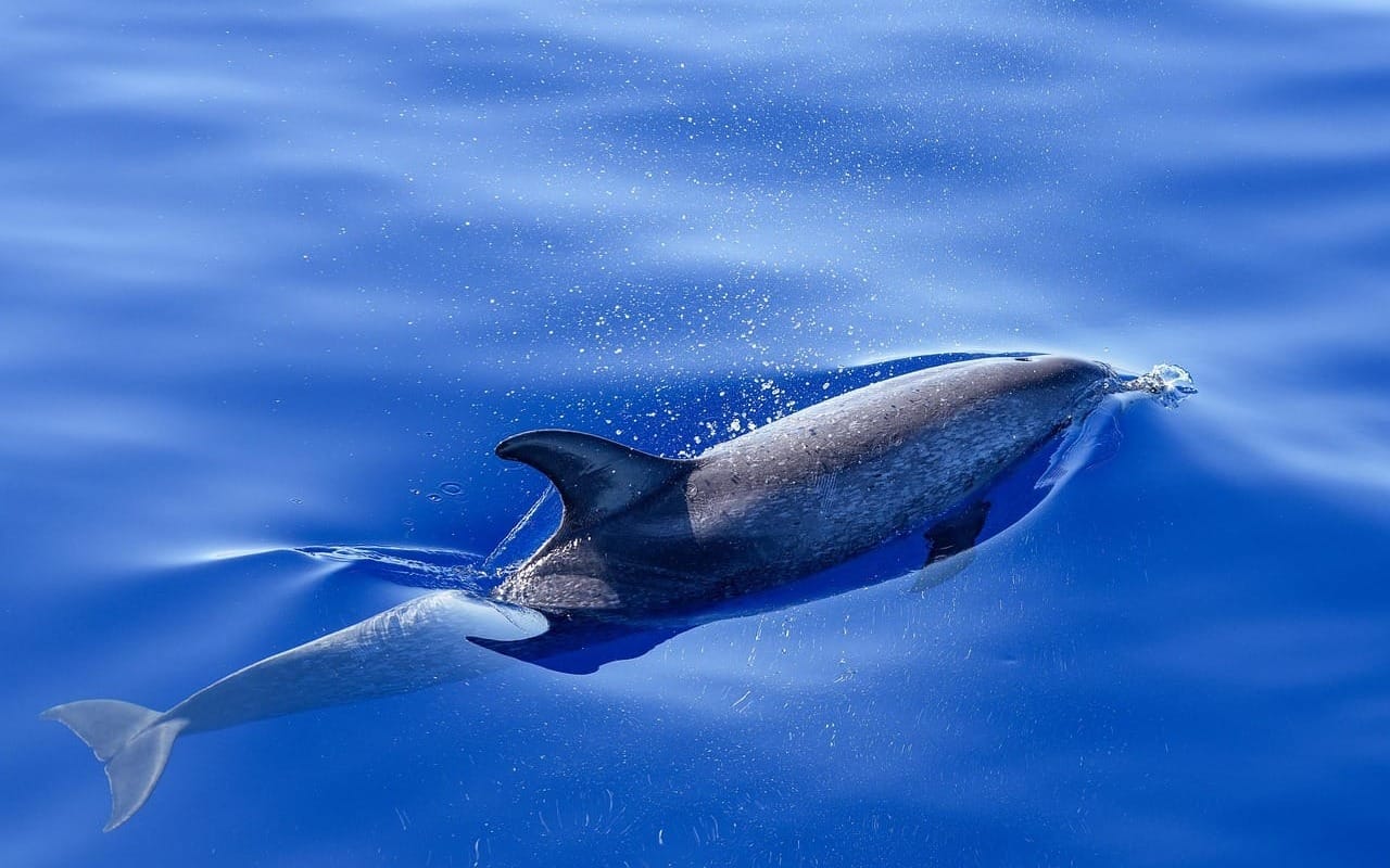 ‘Forever chemicals’ contaminate more dolphins and whales than we thought – new research