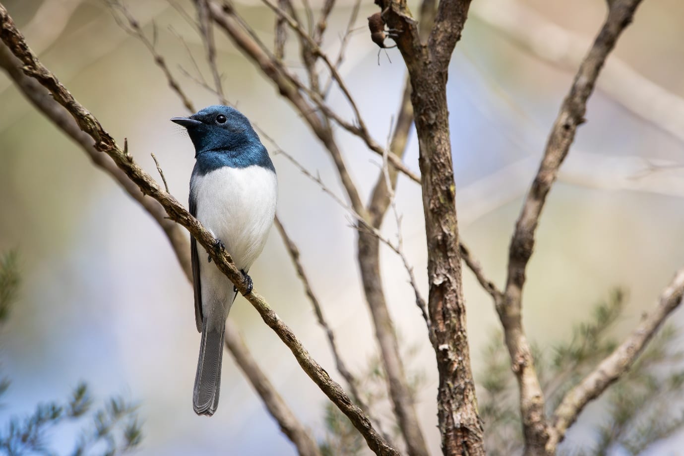Bird of the Month: Leaden Flycatcher