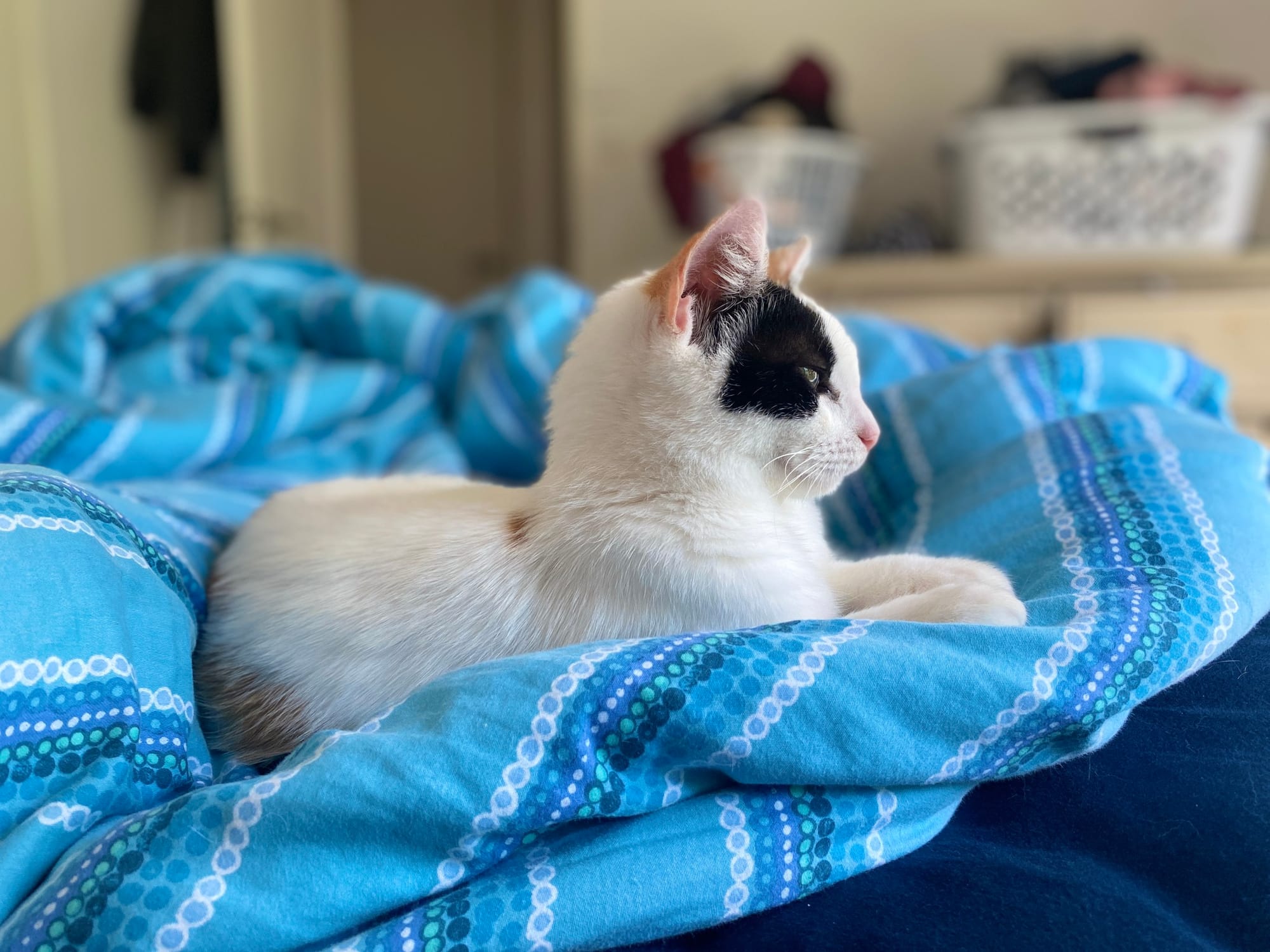 Thinking about a pet for Christmas? Think hard!  post image