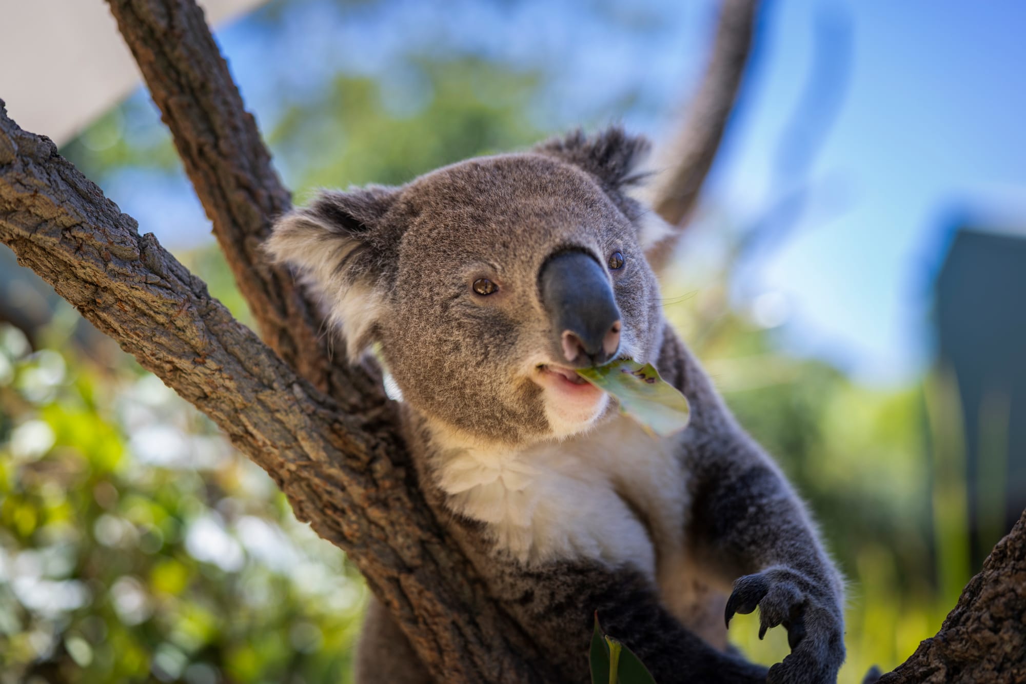 Drones up accuracy, as NSW reveals new koala numbers  post image