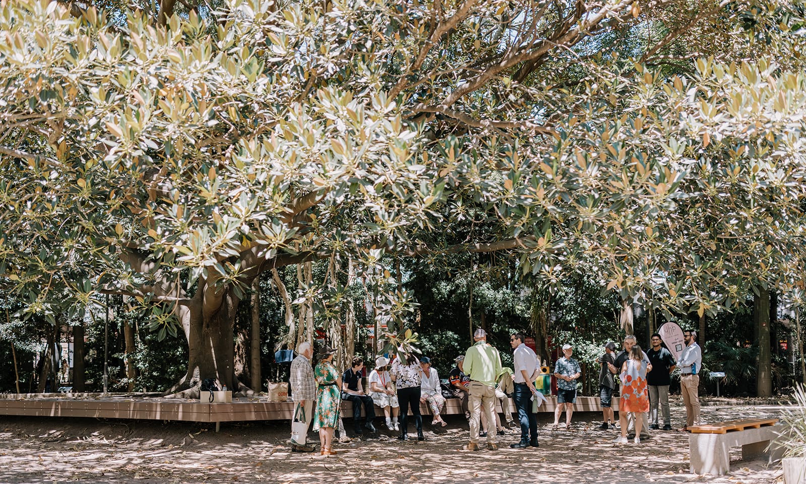 Walking with trees: UOW’s revitalised Tree Walk invites connection to Country  post image