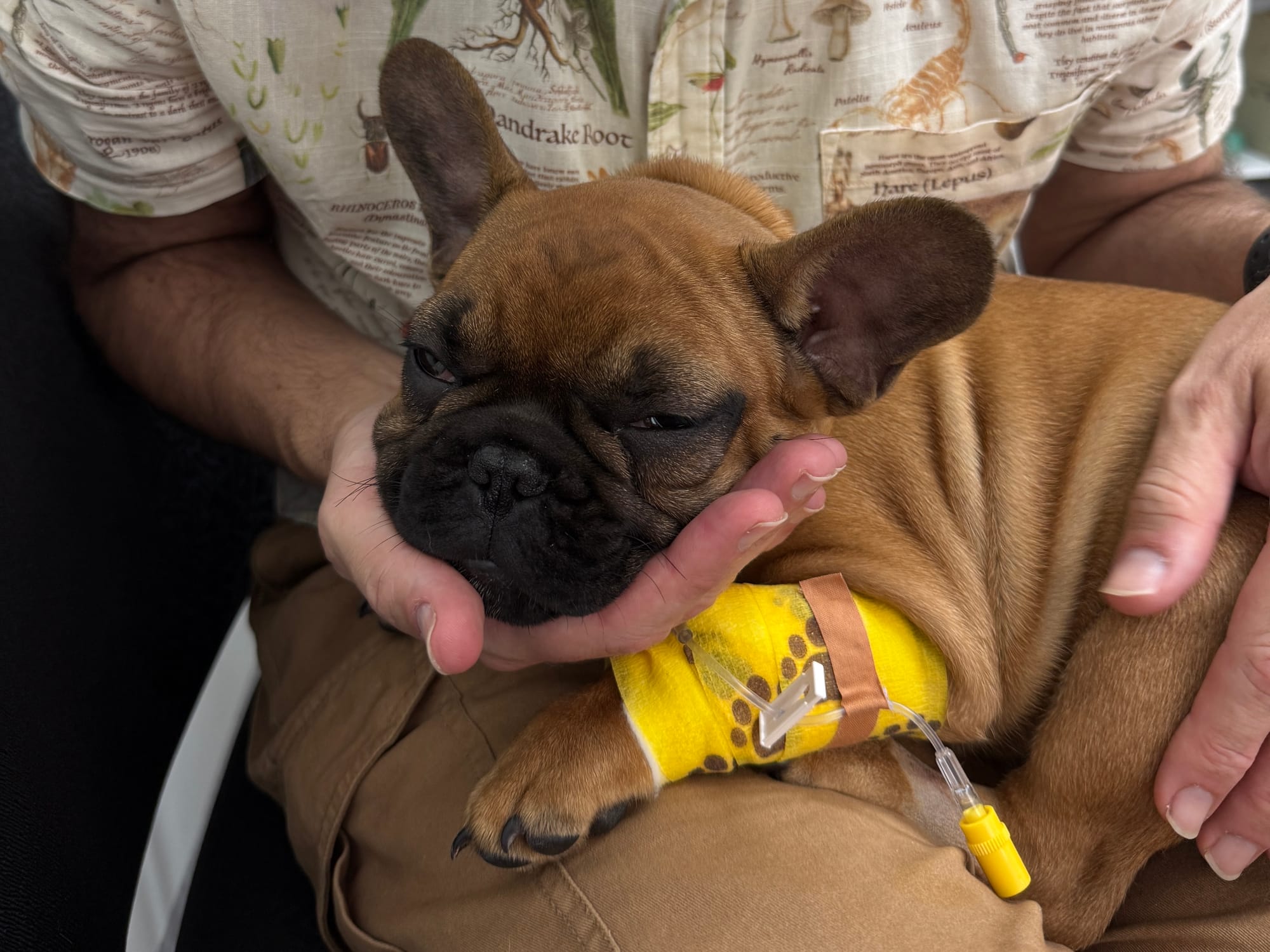 The common garden tree that is uncommonly toxic to dogs