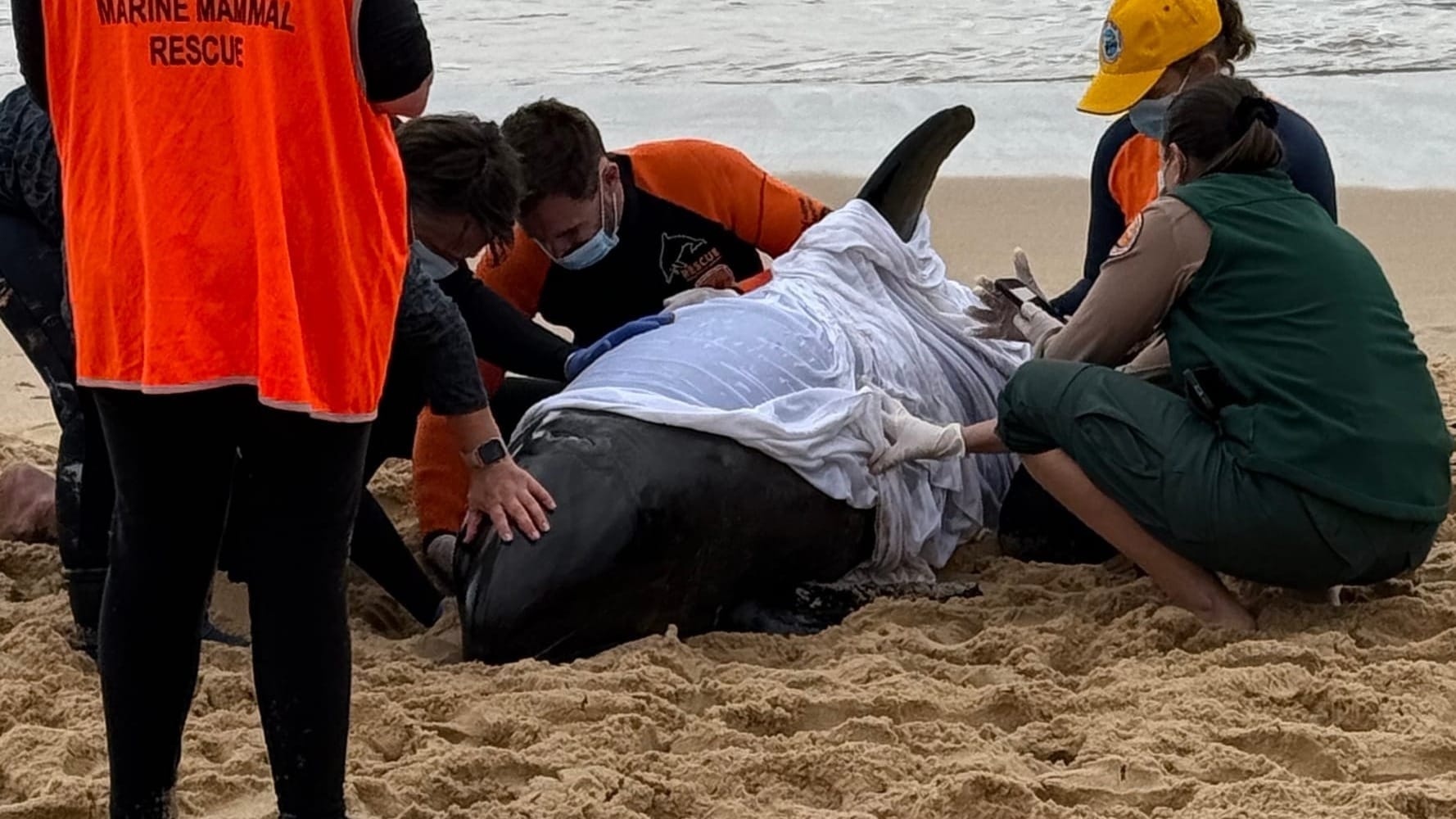 Volunteers reflect on role after whale stranded on our shore