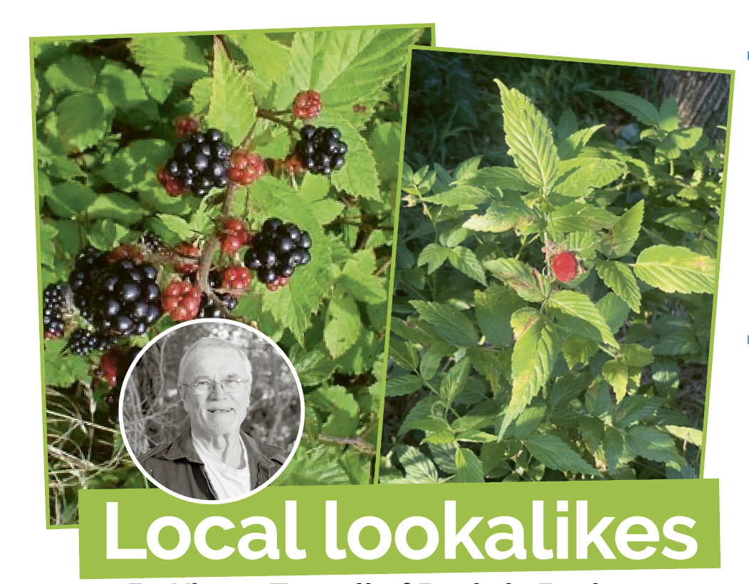 Local Lookalikes: Blackberry and native raspberry