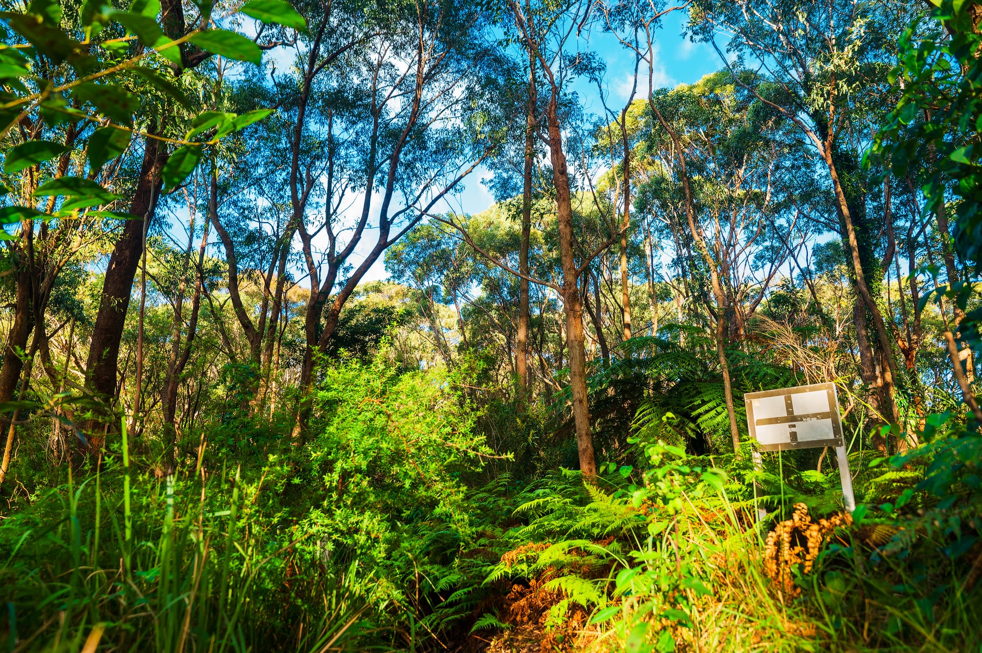A bushwalk manifesto