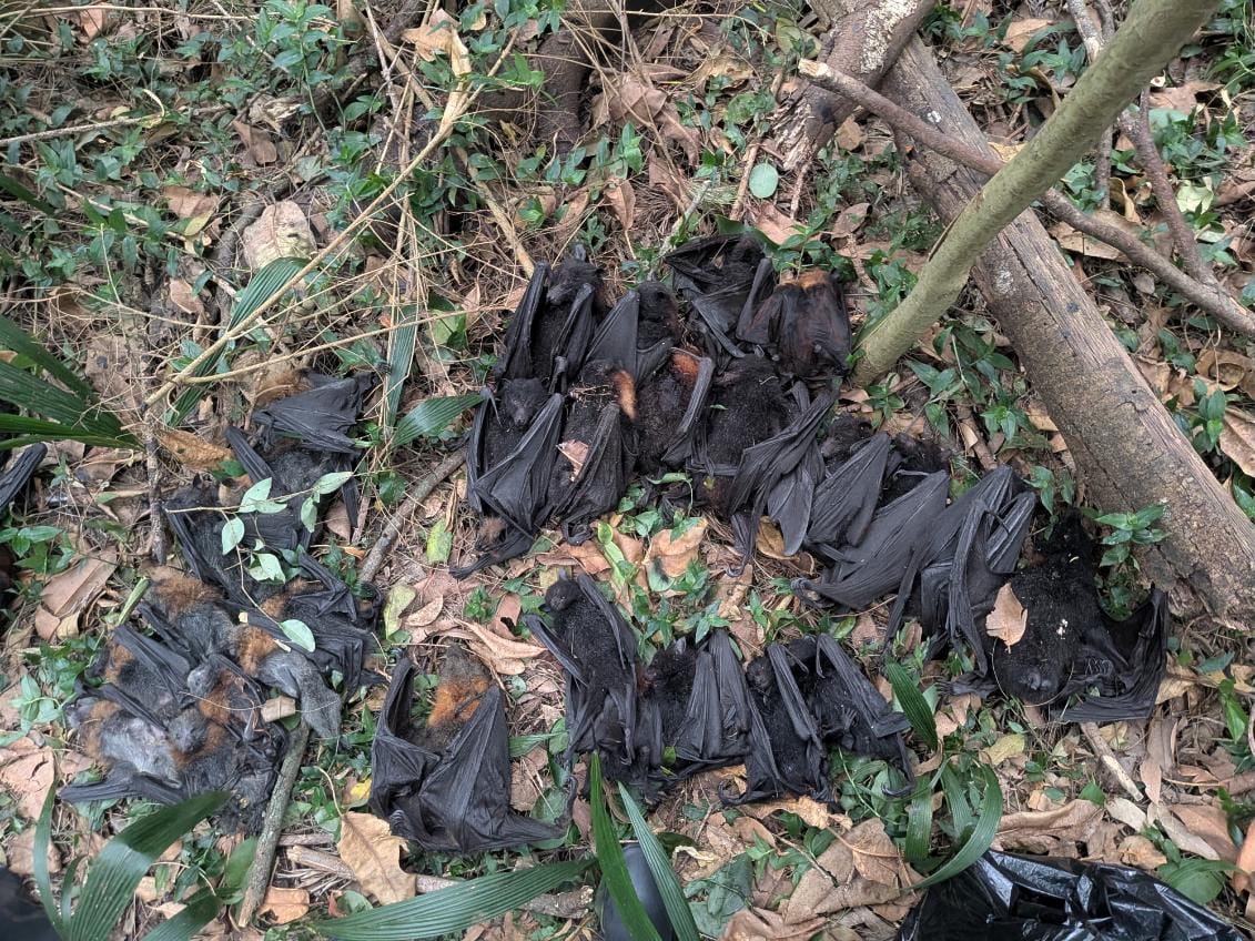Heatwave kills hundreds in Illawarra flying fox colonies  post image