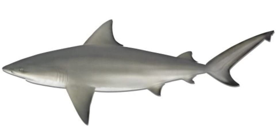 Sydney commuter wins Frequent Visitor Award