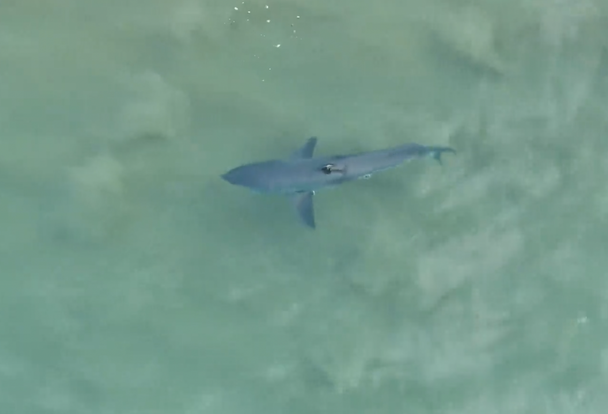 If a shark station pings, does it close the beach?  post image