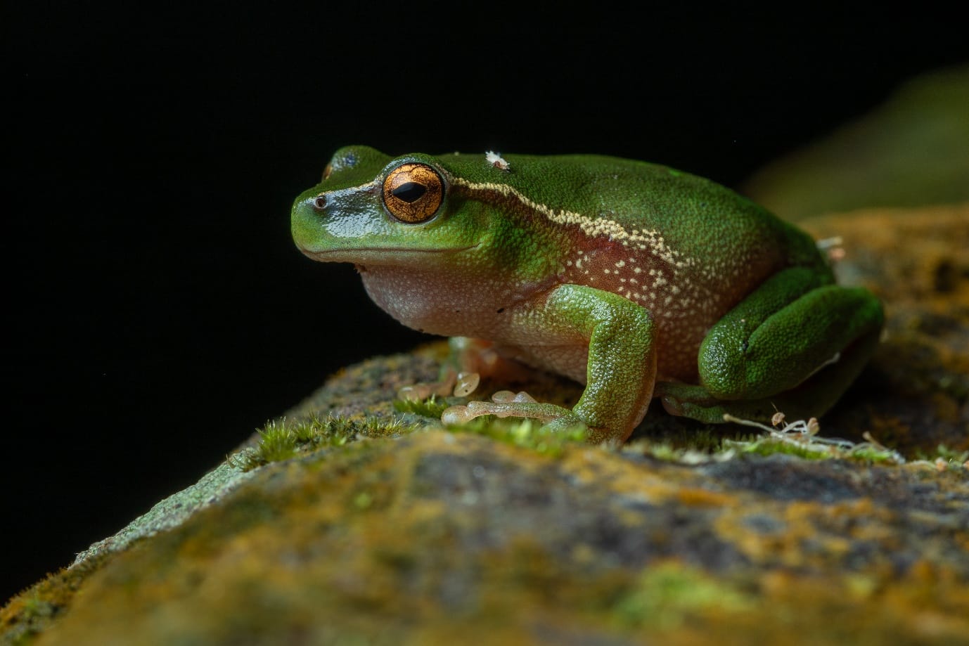 Frog of the Month: Southern leaf green tree frog  post image
