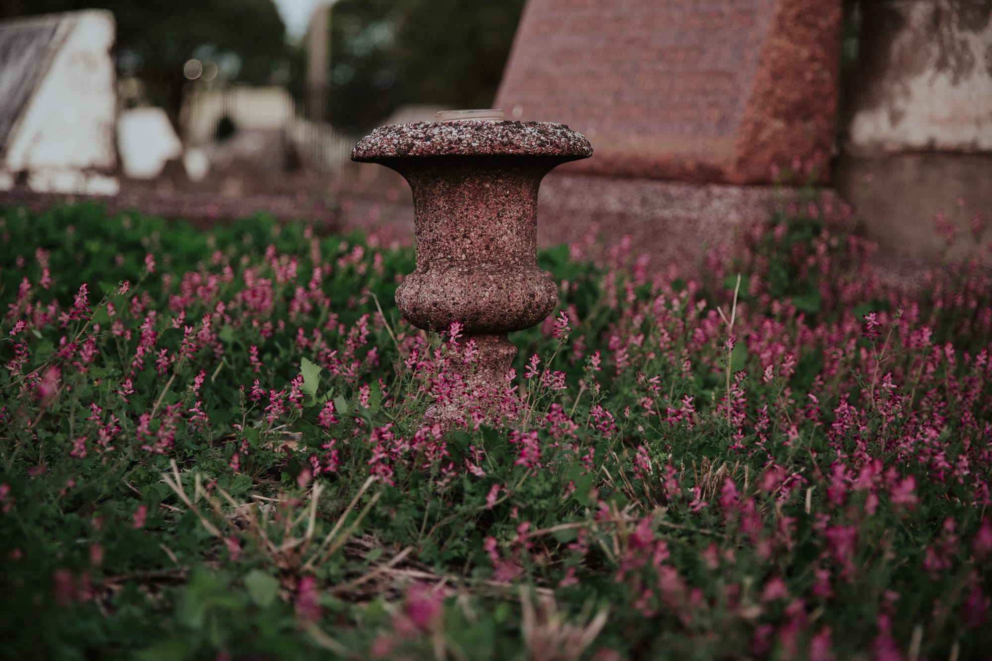 Friends plot to bring bursts of life to a place of rest  post image