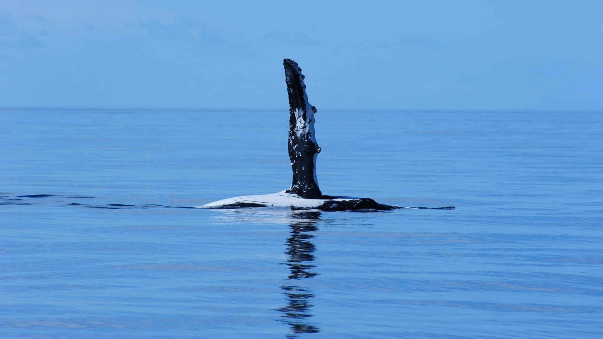 Signs from the sea: Why studying whales matters in the Anthropocene  post image