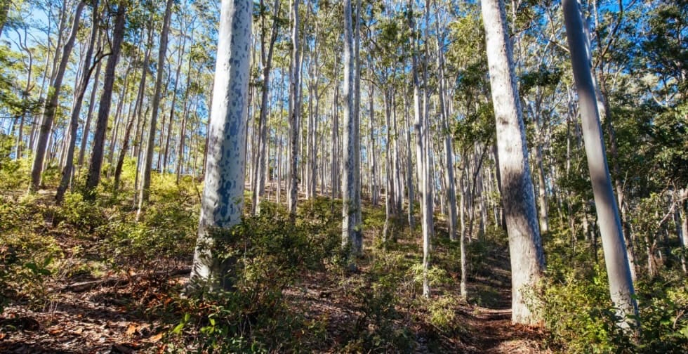 Bold plan to create the biggest national park in NSW gets local Greens backing