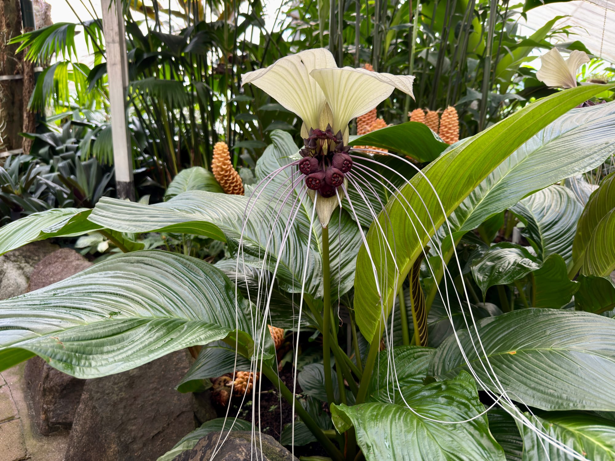 Wollongong Botanic Garden's Batflower blooms. But how does it smell?  post image