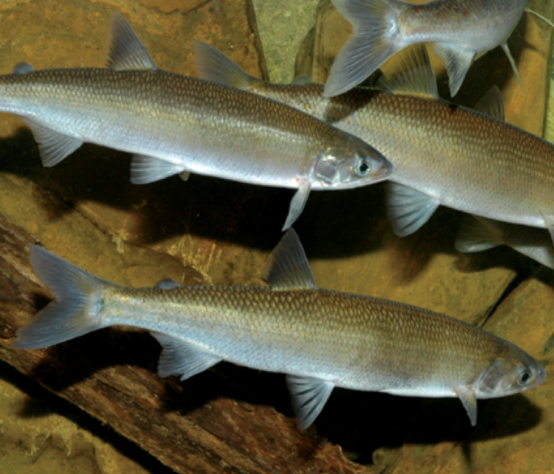 Plan to fix Audley Weir so fish can migrate again
