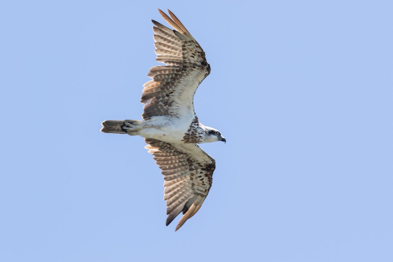 March's bird of the month is the osprey  post image