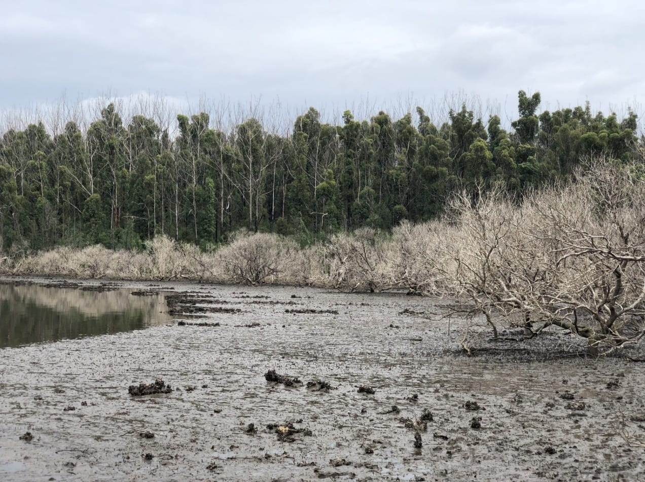 Smoke on the water: When bushfires strike vulnerable wetlands  post image