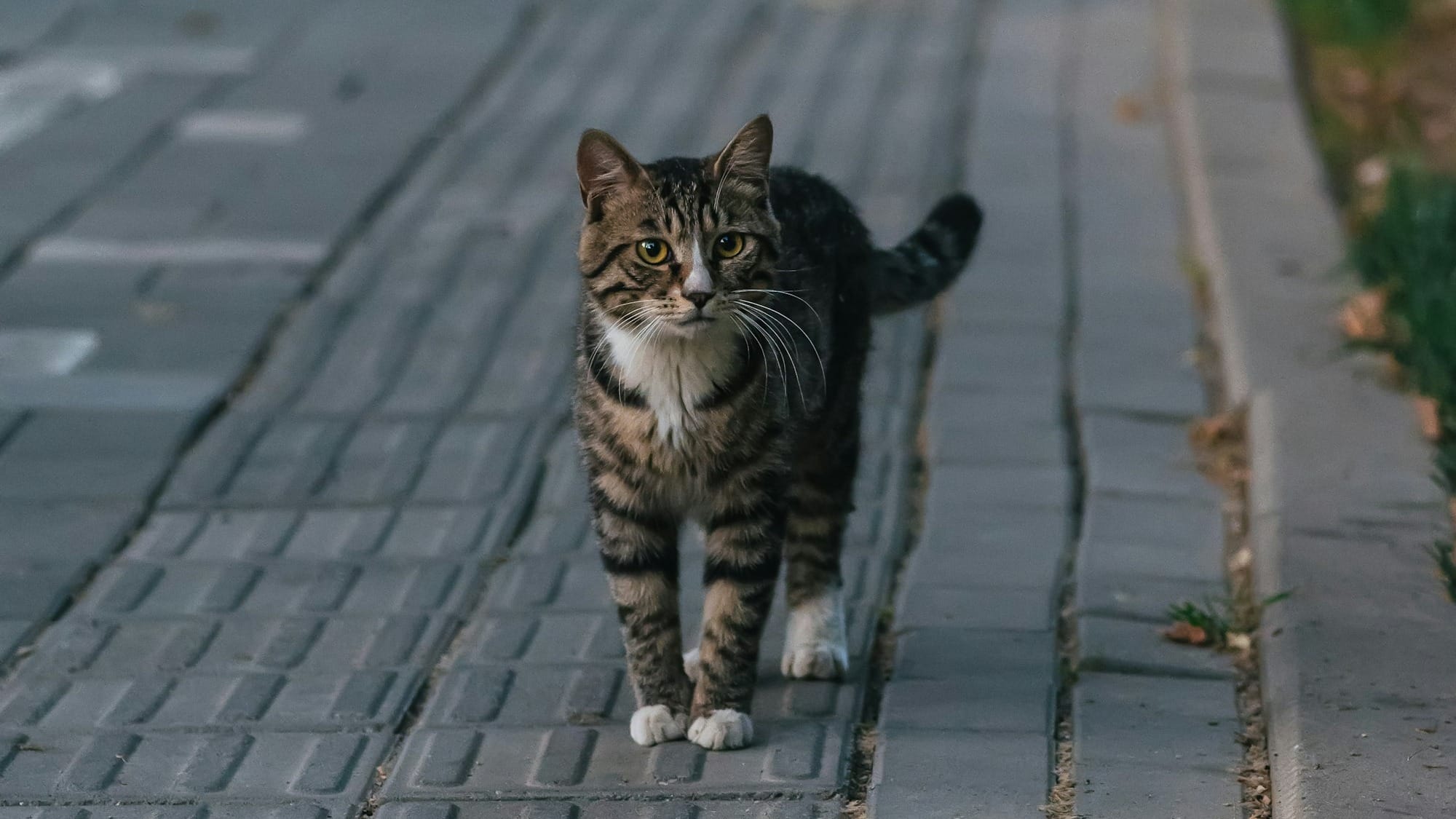 How to stop wildlife killers stalking suburban streets