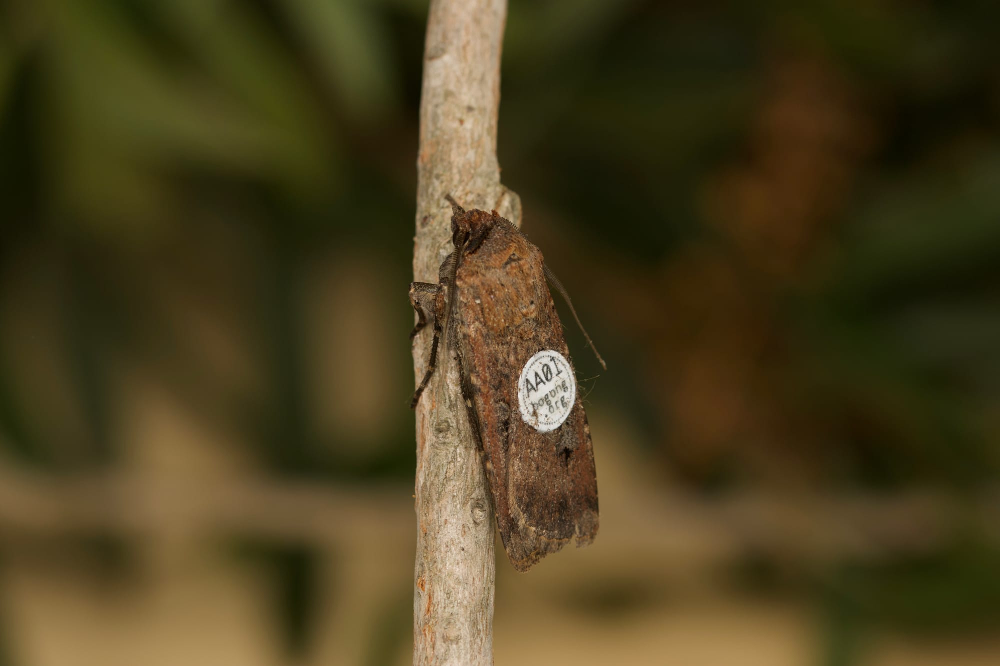 Tiny tags, big journey: tracking bogong moths  post image