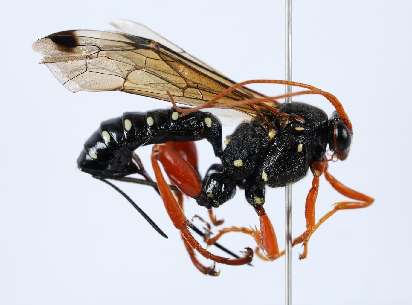 Beetling About with parasitic wasps  post image