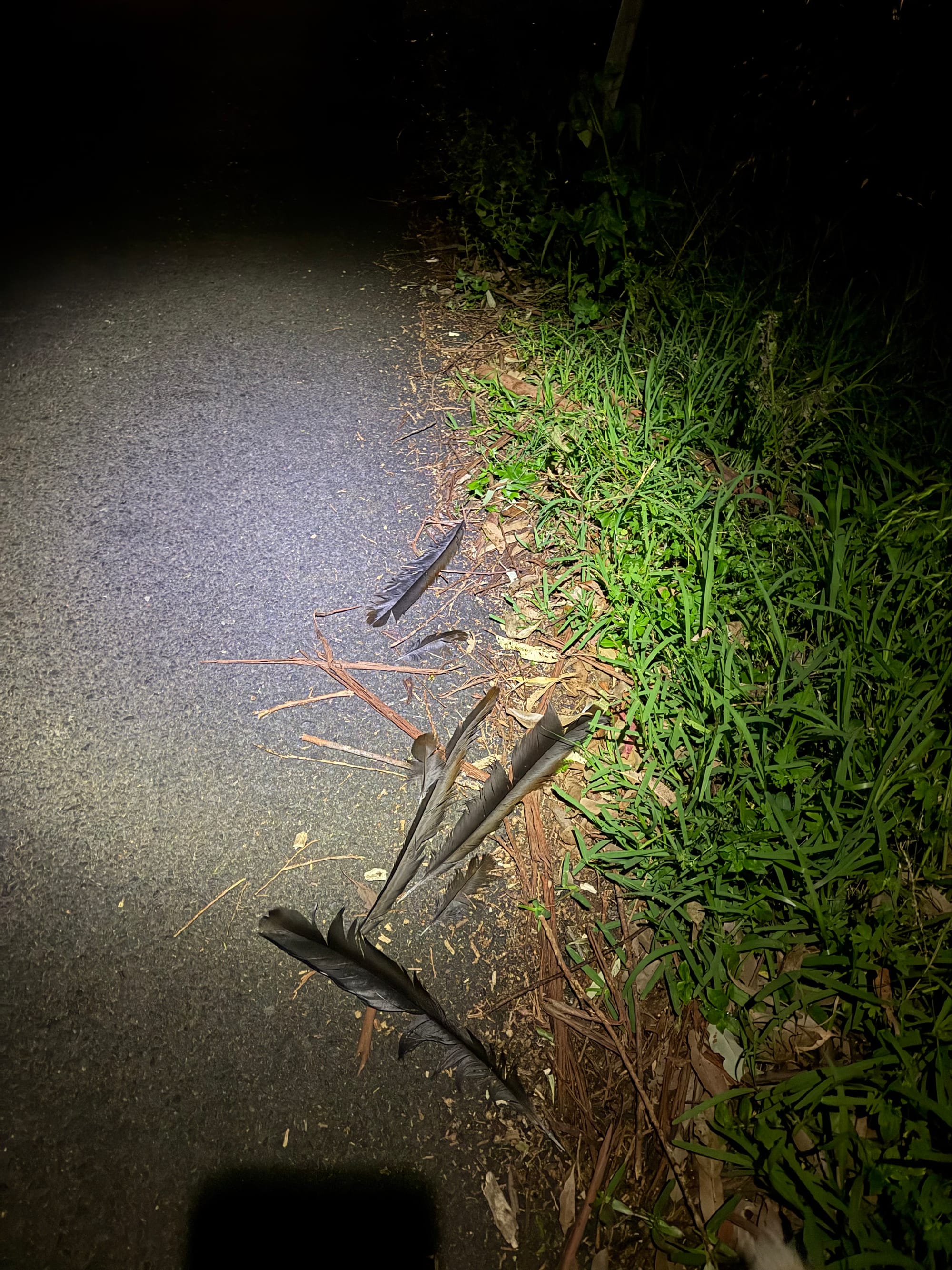 Second lyrebird wiped out on Buttenshaw Drive, bush silent, residents gutted  post image