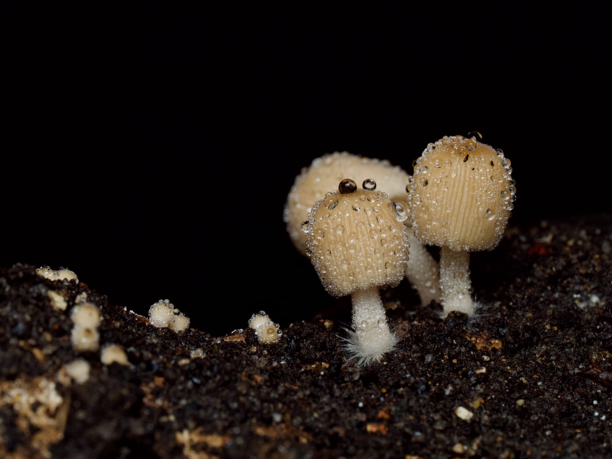 Autumn has arrived and mushroom season is kicking off  post image