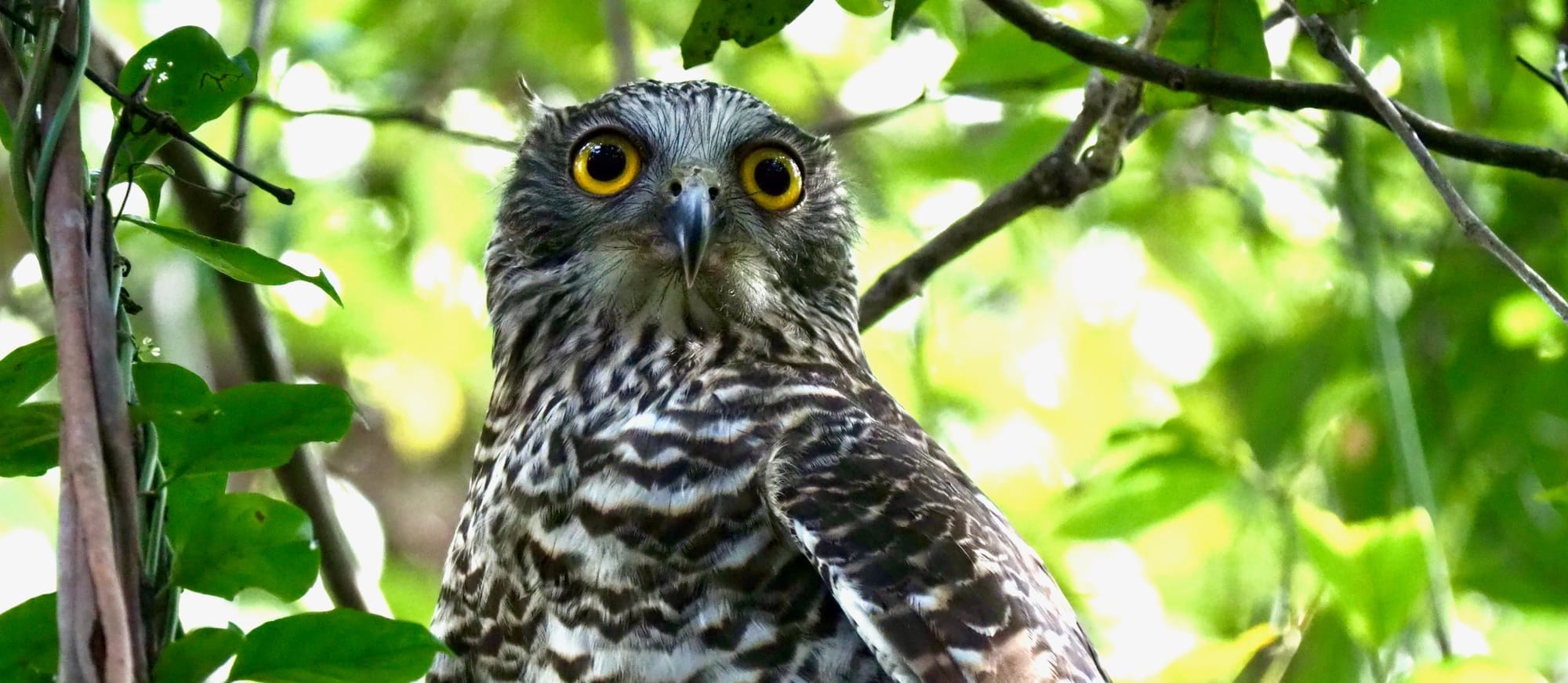 Rat poison is killing off rodents' natural predators  post image