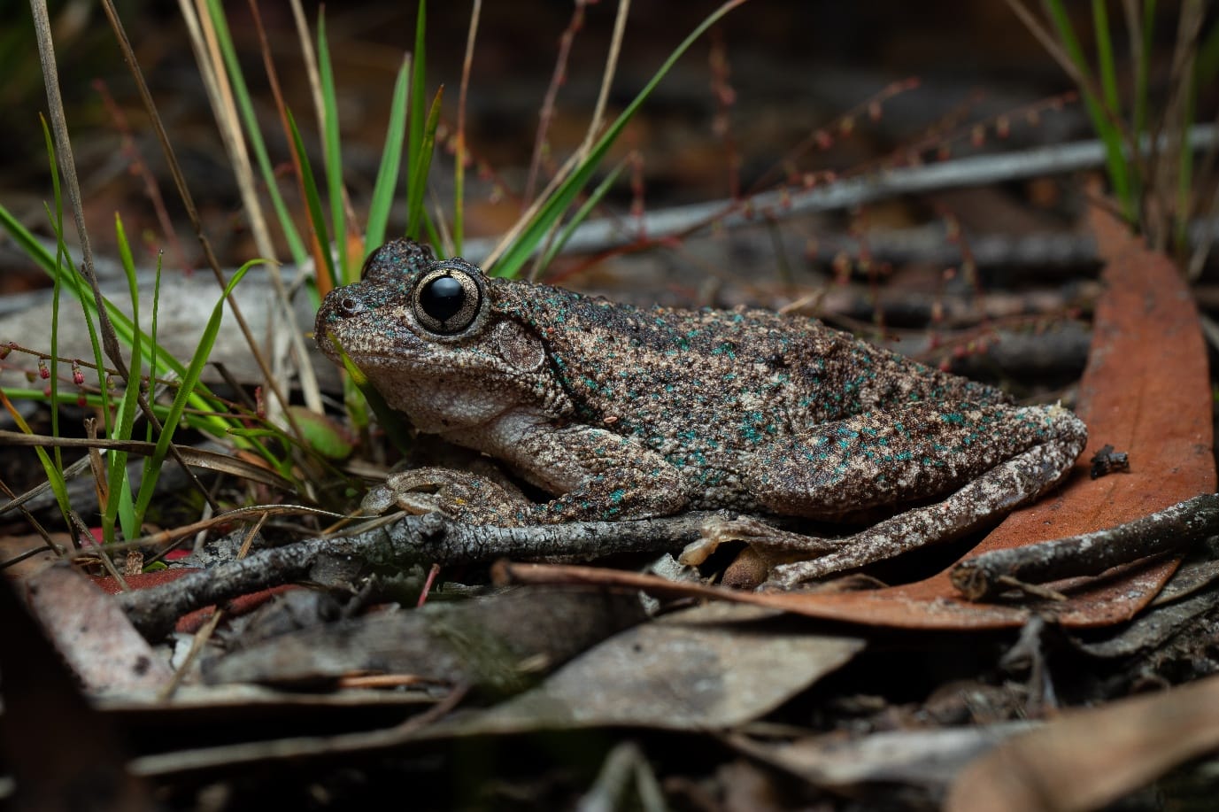 Look out for April's frog of the month in wet weather 
												post image