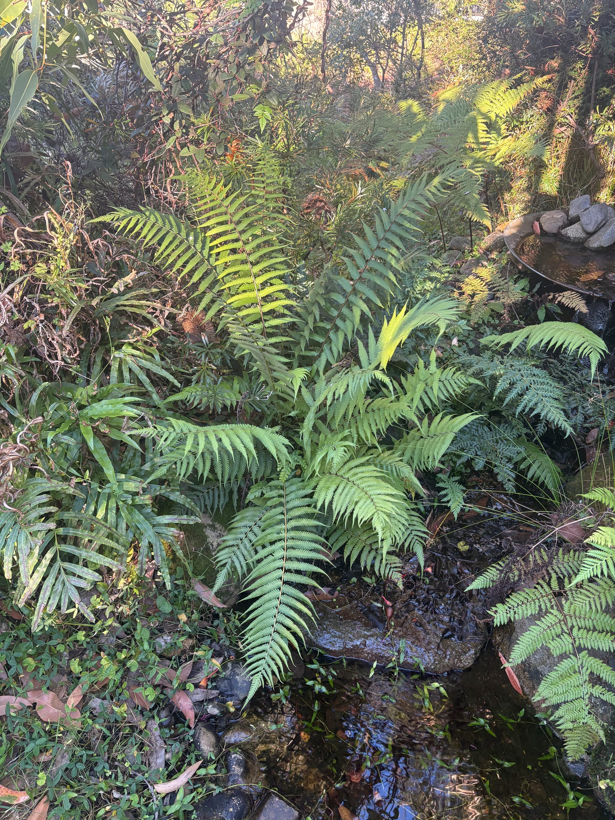 A large green fern growing at the edge of an artificial water feature. Binung, one of a number of ferns that found their own way to this damp and rocky spot. Image by Emma Rooksby. 