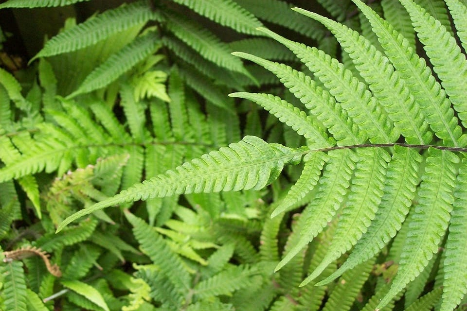 The tip (apex) of Binung fronds is markedly narrower than the rest of the fronds. Image by Peter Woodard.