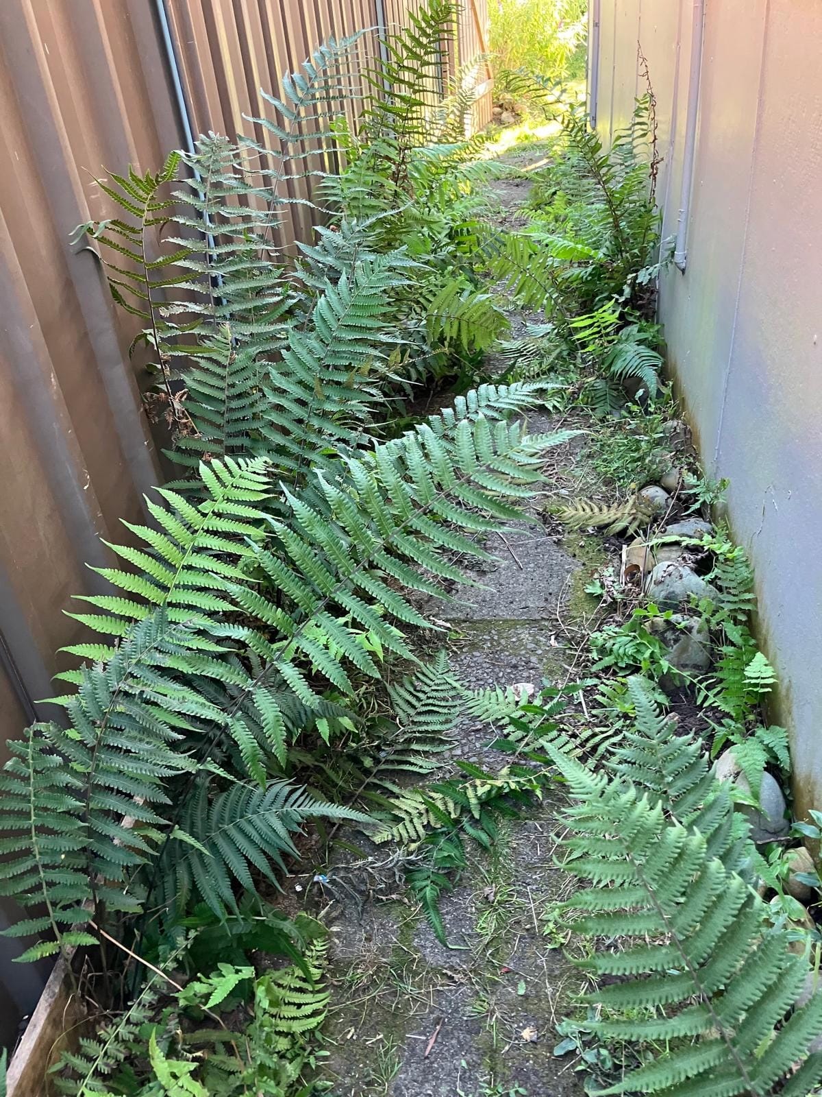 Abundant Binung just hanging around in a situation that suits it. Image by David Curtis. 