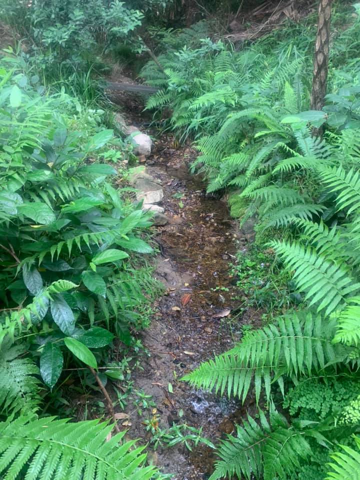 Binung (Christella dentata) fern growing alongside a pathway that has turned into something of a minor waterway. This kind of situation is typical for Binding. Image by Judy Mitchell. 