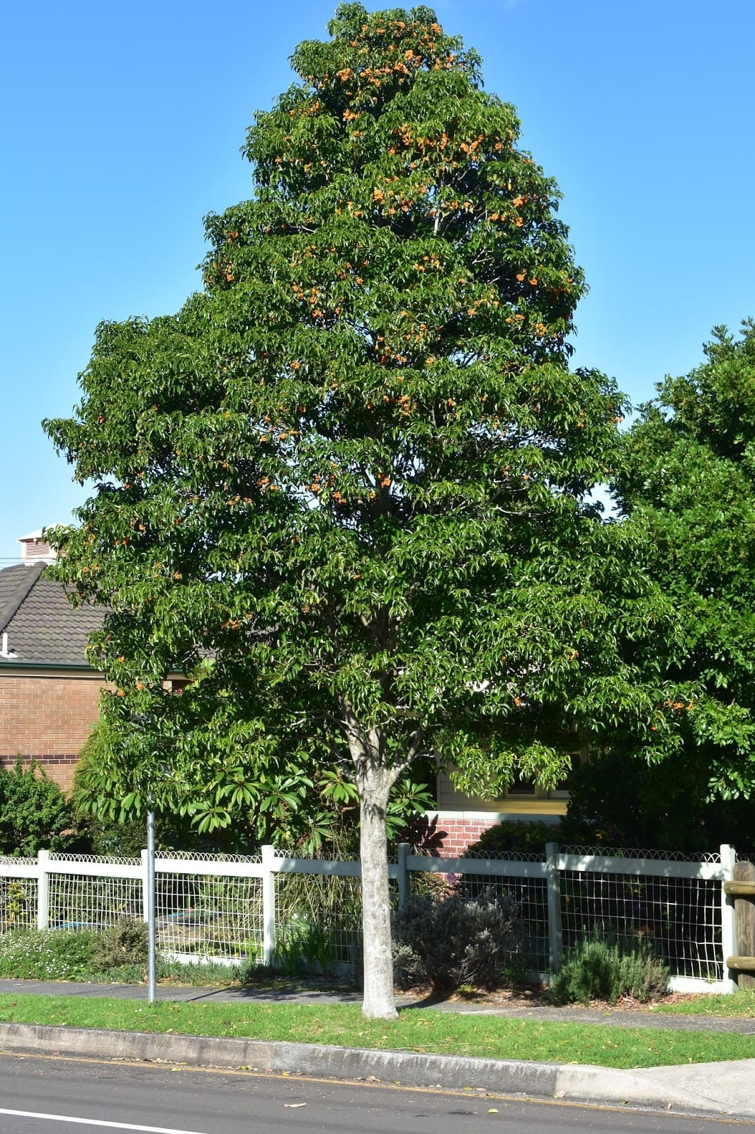 Image of an established Bonewood growing as a street tree in Kieraville. A tall straight tree growing on a verge, with a dark green canopy and orange fruit throughout. The fruit are not as prominent in this image as they look in real life. Image by Emma Rooksby. 